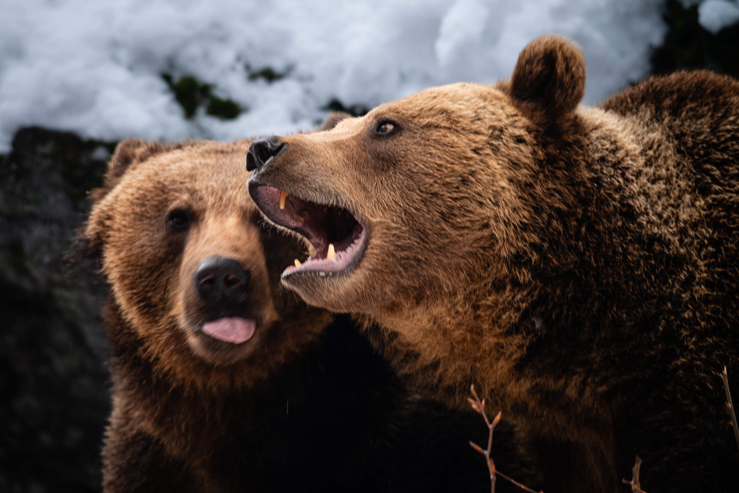 Bärengehege Altschönau 0655